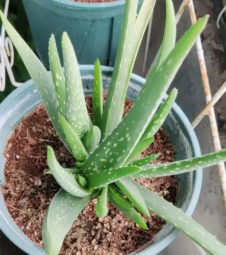 芦荟造型偏丑,想重新造型,芦荟砍头以后冬季能生根吗?