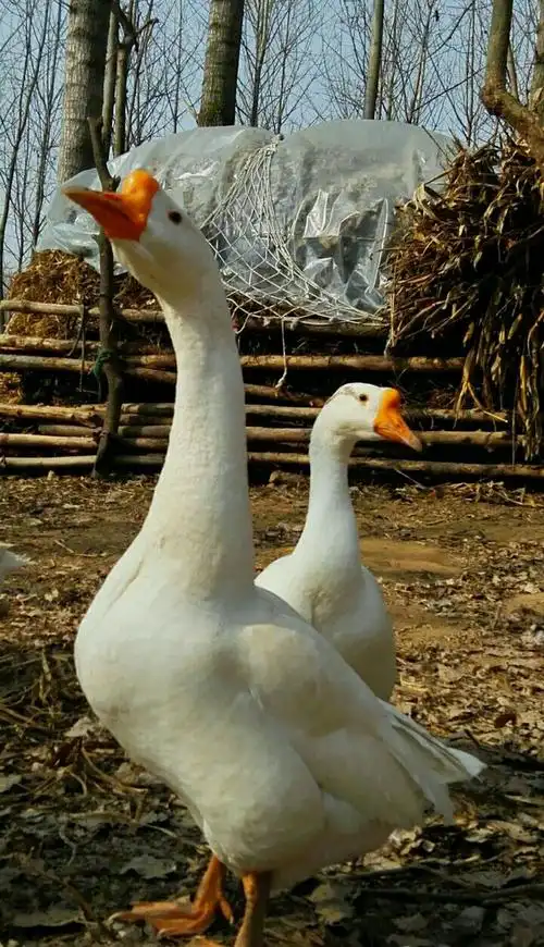 台安的大鹅与鹅的传说
