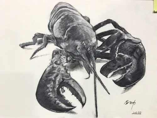 素描动物绘画作品～龙虾