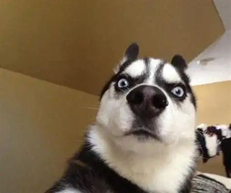 哈士奇图片搞笑表情包抖音哈士奇狗头表情包2022已更新今日热点