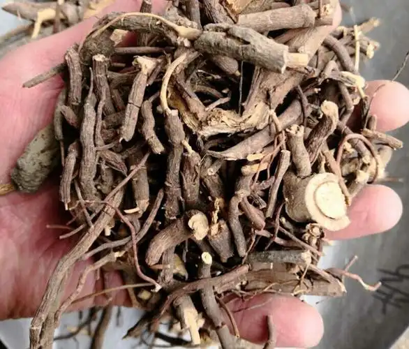 中草药 老虎刺中药材虎刺根 老鼠刺 绣花针 白凤珠 干品 老虎刺枝叶