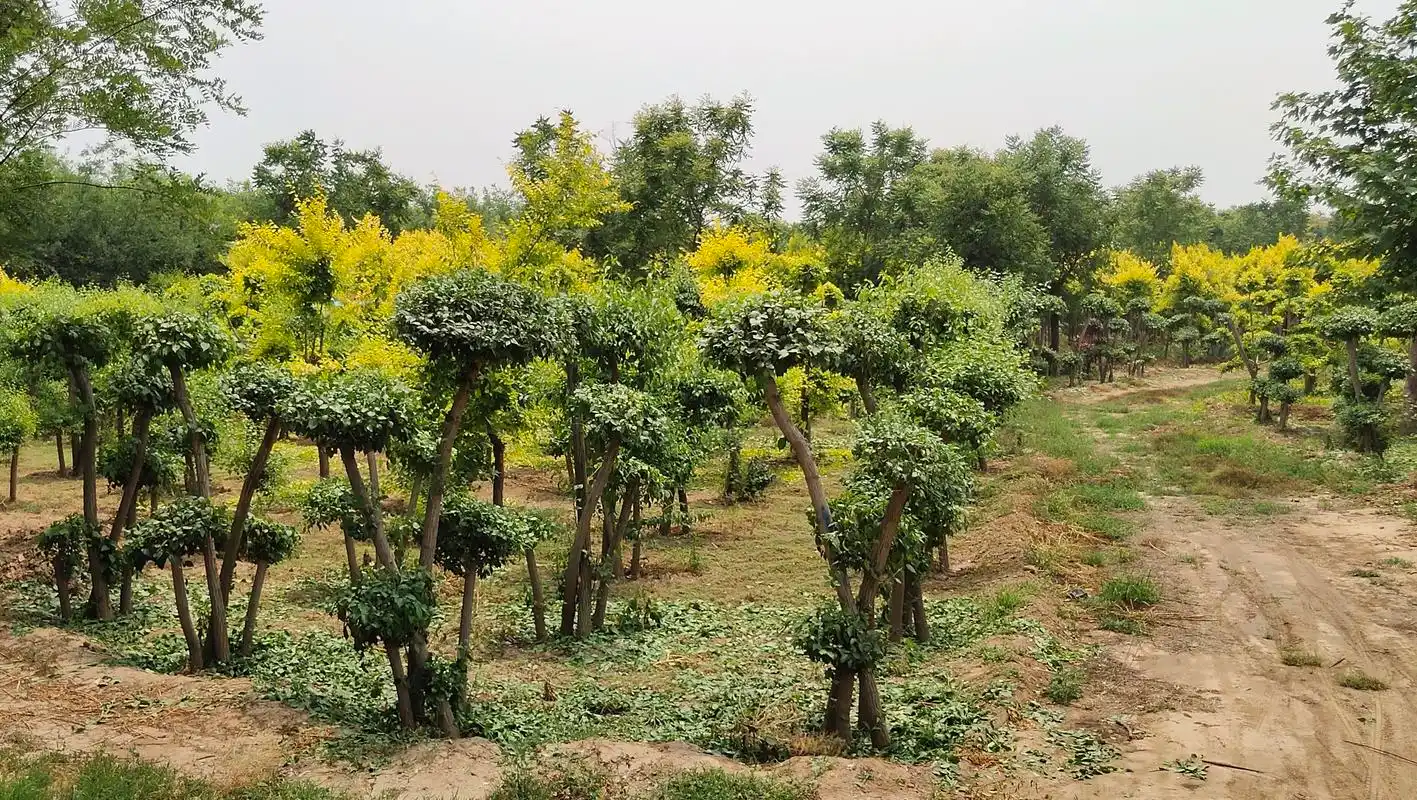 造型丝棉木,又名:造型桃叶卫矛,造型华北卫矛