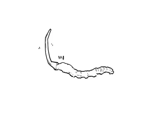 冬虫夏草简笔画 手绘冬虫夏草简笔画图画 植物-第1张