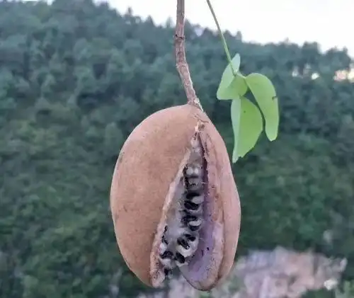 都不好意思说你在镇雄的乡下呆过如果你没有吃过八月瓜"八月瓜,九月炸