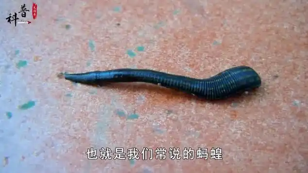 农村常见的4种"吸血虫",有的一斤能卖几百元,你见过吗?