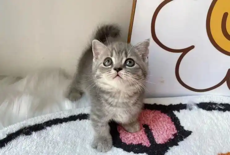 矮脚英短蓝虎斑弟弟 #矮脚  #蓝虎斑