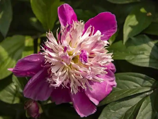 单瓣芍药花【首发】