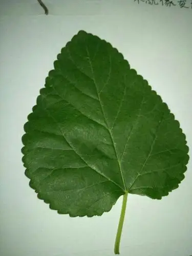 展开全部 榆树叶,榆树的叶子. 榆树,落叶乔木,高达25米.