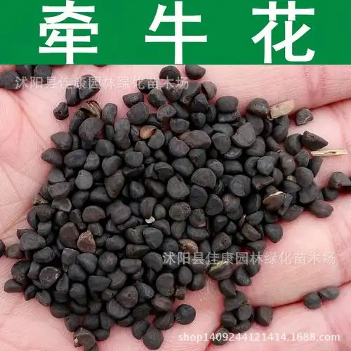 草花种子 牵牛花种子 大花牵牛花 喇叭花种子 观花 1件=1斤-阿里巴巴