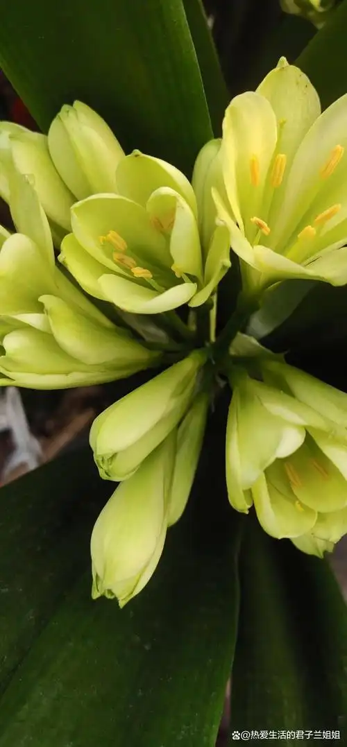 君子兰的花语和寓意