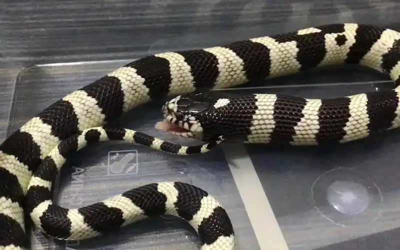 【黑白王蛇】圈圈进食日记