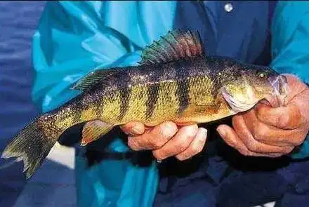 【精选刊文】养殖优良品种——美国金虎斑鱼