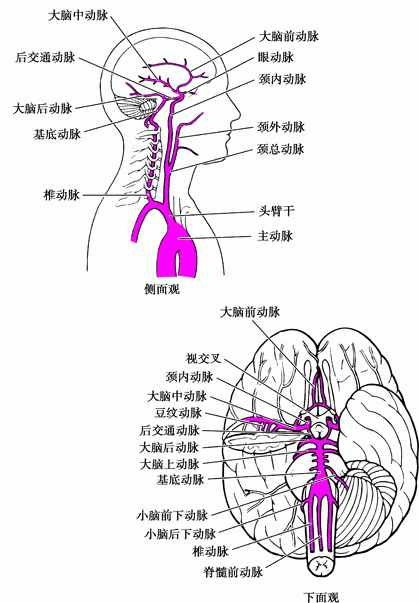 前循环和后循环在willis环形成交通支.