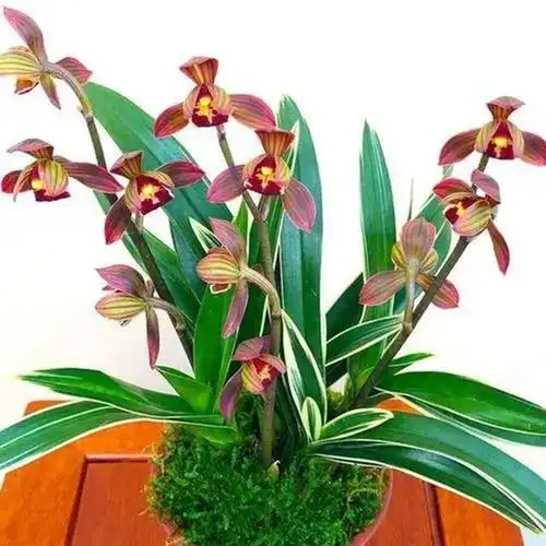 兰花是我国的名贵花卉,年轻一些的花友喜欢养鲜艳的花卉,像月季,茶花