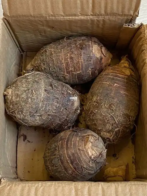 粉糯香甜这个荔浦芋头巨巨巨好吃00