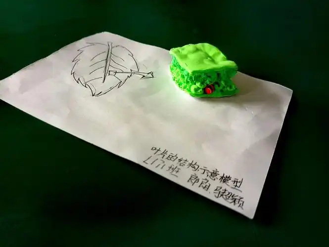 生物小制作