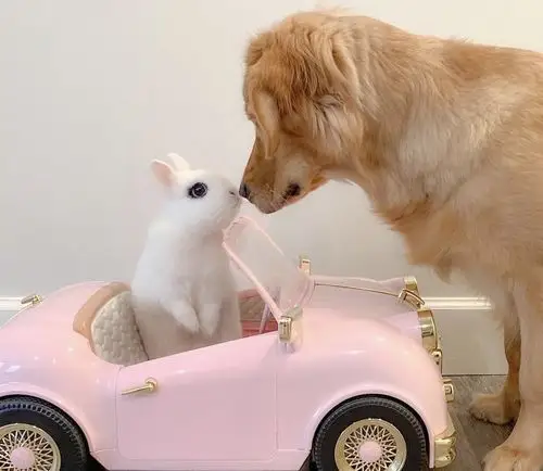 图源网,出处复杂,侵删 因为个人喜好存了很多狗狗兔兔图片,没想到今年