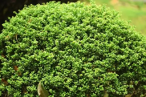 28.龟甲冬青-青城园林