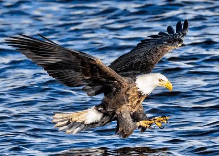 世界十大最凶猛的雄鹰排行榜每一个都是英姿飒爽