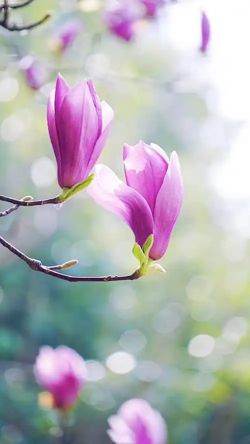 风会记住每一朵花的香气