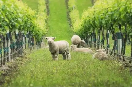 yealands葡萄园的矮脚羊,图片来自:yealands.co.nz