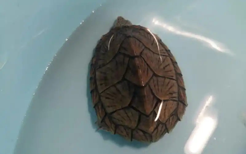 盘龟(四)"血祭"过的憨憨小剃刀 蛋龟系列之刀背