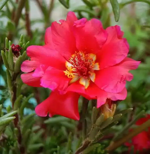 各种颜色的太阳花【首发】