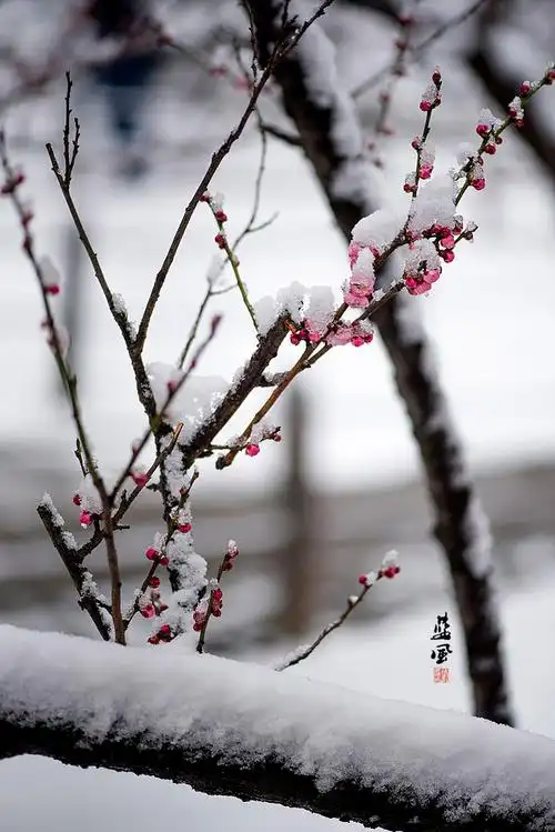 赞美梅花的句子有哪些有关梅花的唯美经典语录