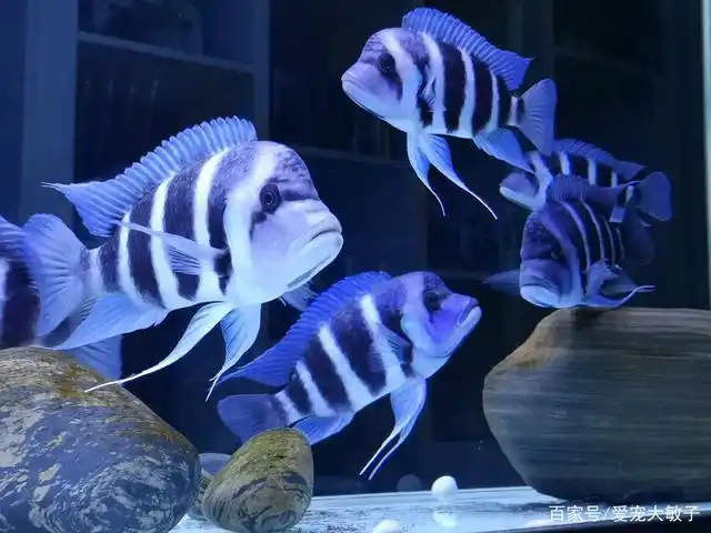 40的缸养几条三湖慈鲷?40的缸饲养三湖慈鲷方法