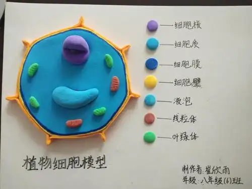 肥东三中梁园路校区举办生物模型制作大赛