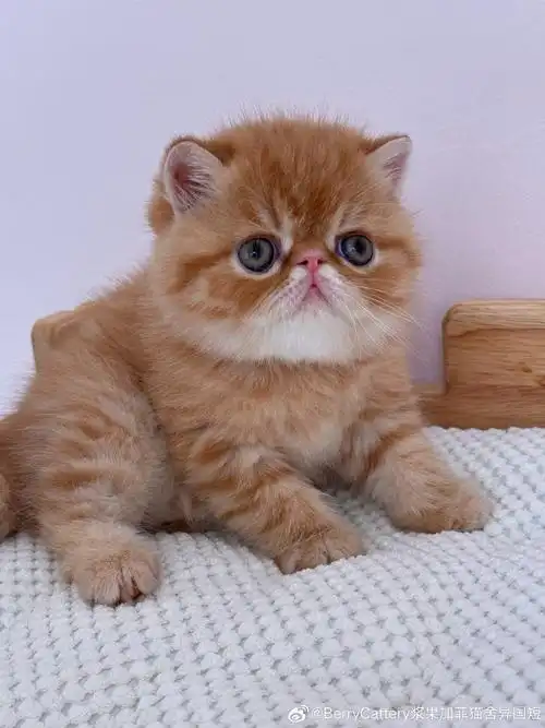 加菲猫家族##异国短毛猫##红虎斑加菲猫