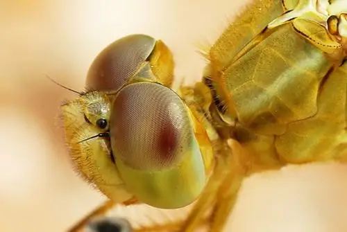 信息报送经营策划科2018年7月信息奇妙的昆虫触角gxa刚毛状触角
