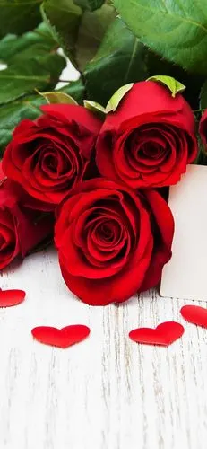 红玫瑰和爱的心,浪漫 iphone桌布