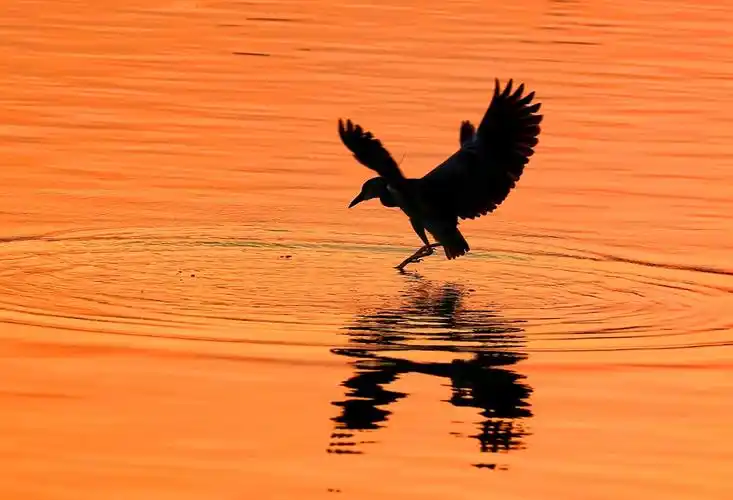 摄影黄家泉,2018.8.12拍于大明湖