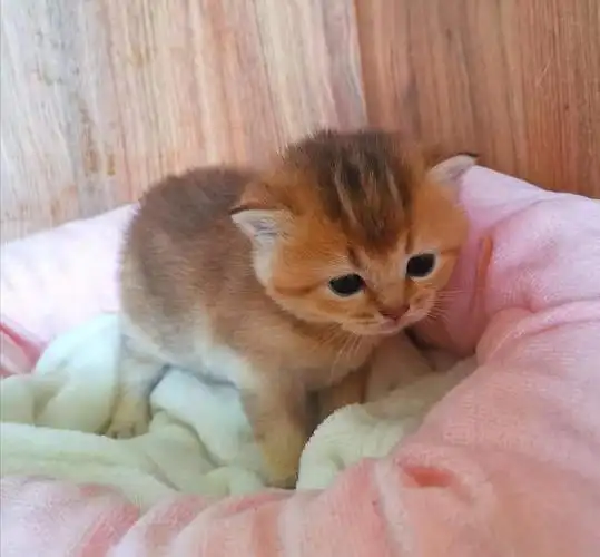 自家金渐层生小宝宝了,给小猫找新家