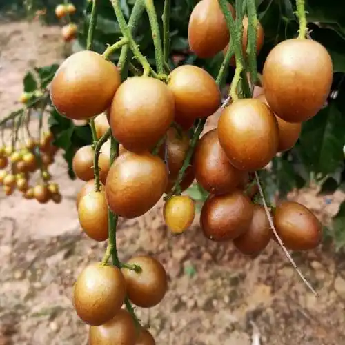 黄皮果大量黑黄皮欢迎订购