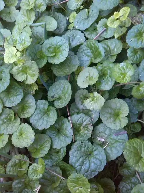 这是什么植物,是金钱草吗,我家院子里有好多,可以拿到淘宝上卖吗