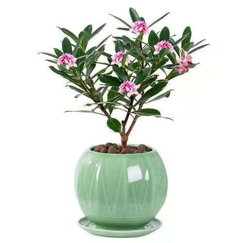 金边室内花卉名贵养活植物绿植老桩瑞香盆景绿植