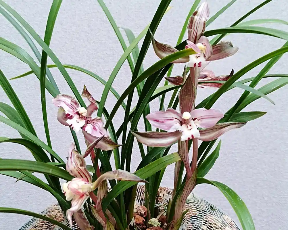 兰花石养兰花的优缺点你知道吗?