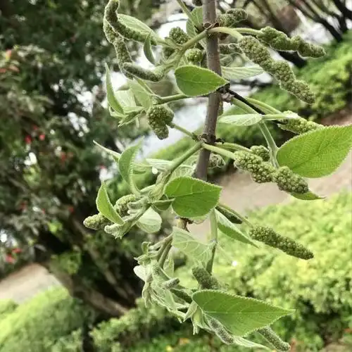 构树穗新鲜构树花野生现摘构穗蒸菜四斤29.8元顺丰包邮现摘现发