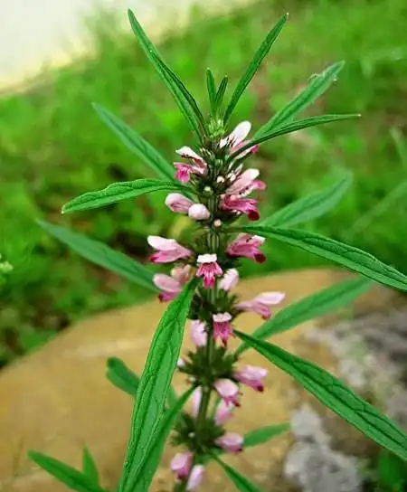 《本草精荟》:活血调经:益母草(茺蔚子)的功效与应用