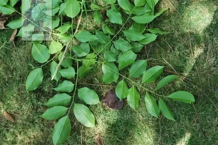 你养了十年的"小叶紫檀",其实是一种柿子树 -物种库