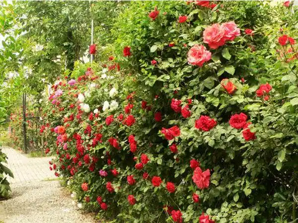 看看长在院子里的玫瑰花 少却了野外生长的任性,多了那一抹温驯 在