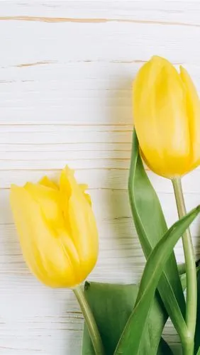 三朵黄色郁金香,绿色叶子,木背景 5k