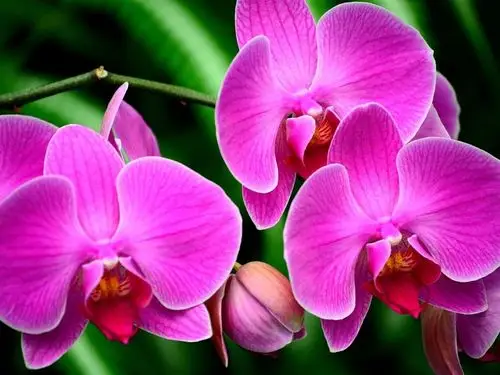 兰花分会异国情调的-美丽鲜花高清壁纸