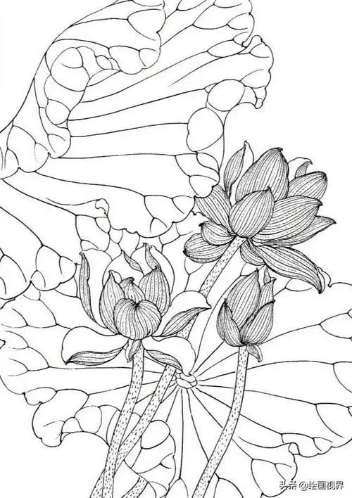 白描荷花(工笔荷花线稿怎么画) - 赤虎壹号