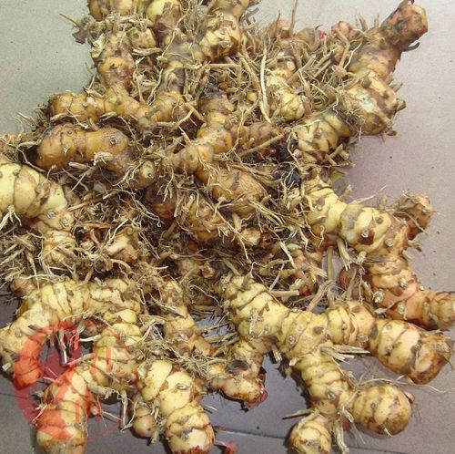 新鲜野生山姜头生姜野姜南姜净重2斤生姜