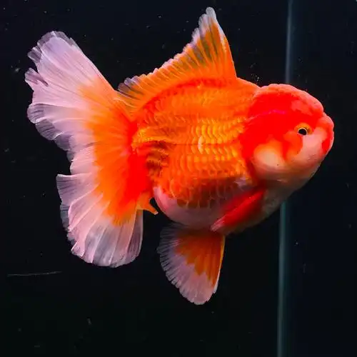 泰狮百褶裙苗原精品红白黑泰菠萝兰寿金鱼冷水鱼