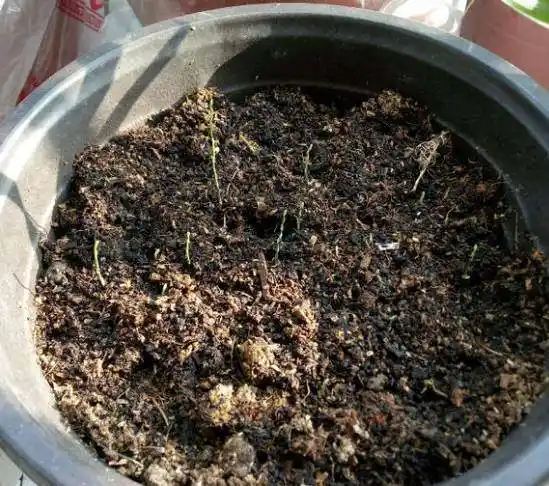 他养的文竹开了花,还结出100多个果,种土里全部发芽!