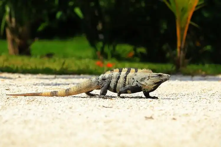 南美大蜥蜴——坎昆